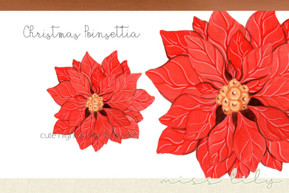 Watercolor Christmas Flower Poinsettia Illustrations